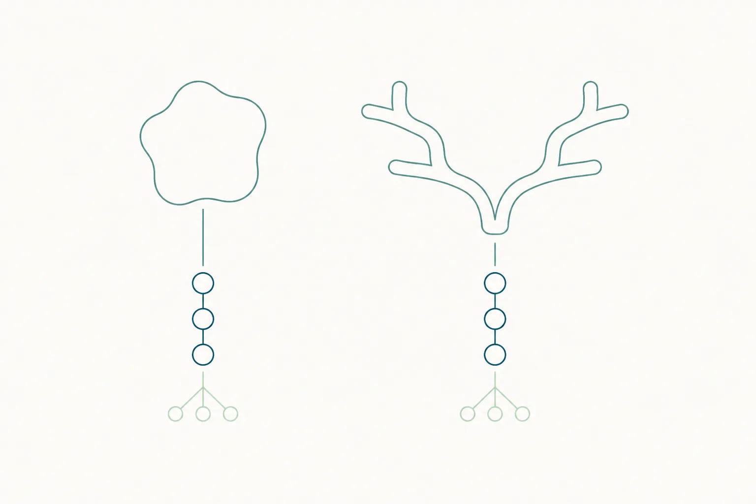Abstract comparative diagram: two short chains descending from two very different large forms, one a compact rounded shape and one a wide branching structure, both ending in an identical three-link tail.
